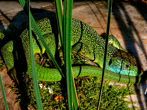 Fujinon GF 45-100mm Lézard vert